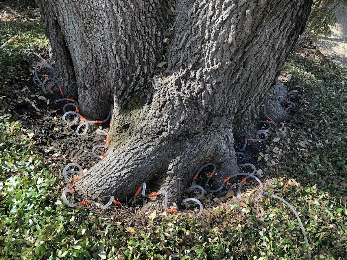 Detailed Tree Cabling and Bracing job site in Cypress