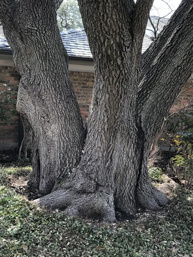 Mature heritage tree close to a Cypress property cared for by certified arborists