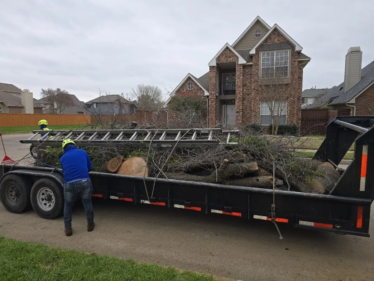 Expert Tree Removal with proper safety equipment in Cypress